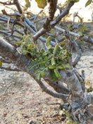 Boswellia sacra frankincense tree growing in the mountains of Dhofar, Oman, where authentic Premium Hojari frankincense resin is sustainably harvested.