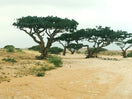Group of Boswellia sacra frankincense trees growing naturally in the mountains of Dhofar, Oman, where authentic Premium Hojari frankincense resin is sustainably harvested.