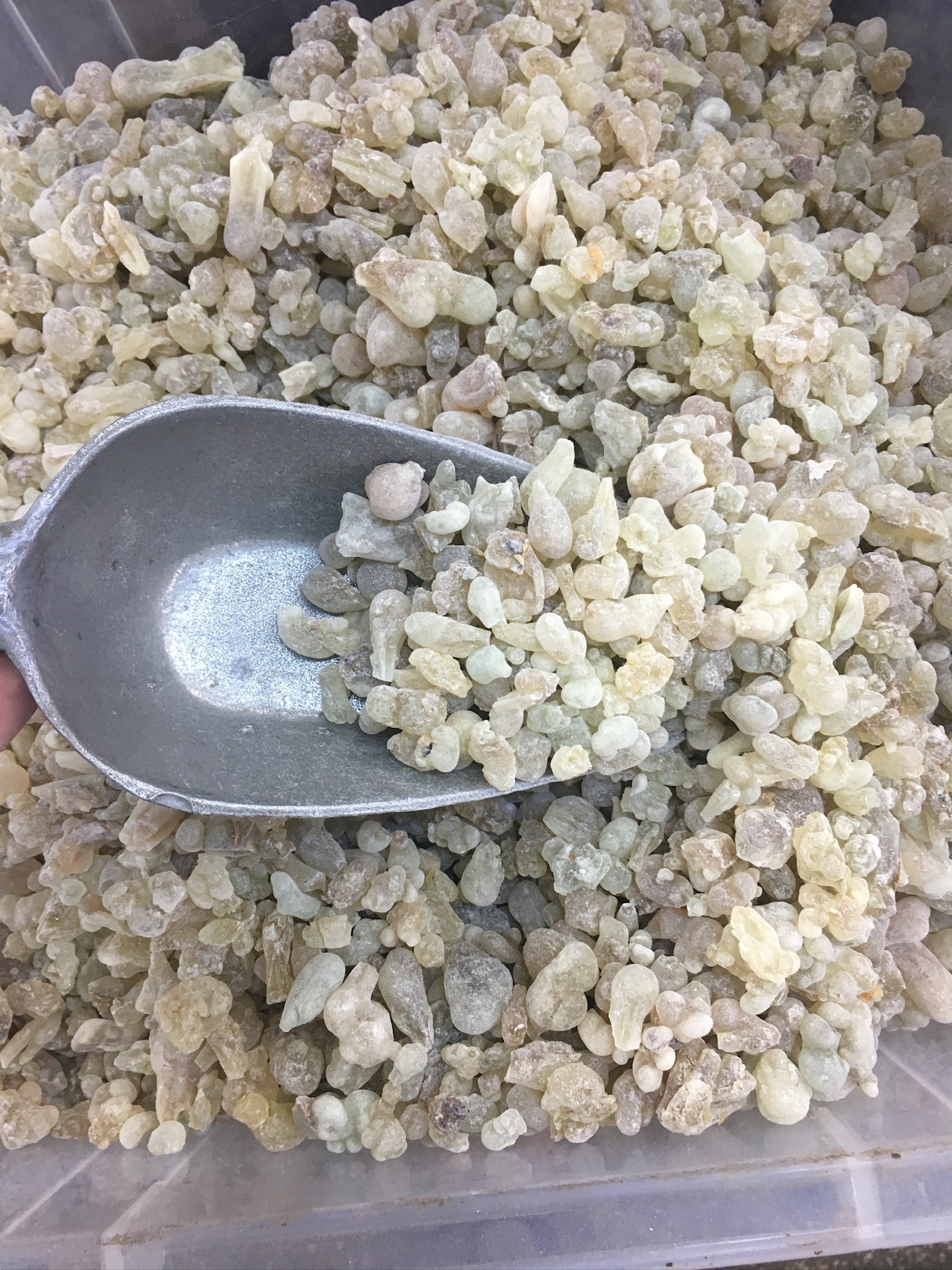 Large container filled with Premium Omani Hojari Boswellia sacra frankincense resin with a traditional scoop, showcasing authentic resin harvested in the Dhofar region of Oman.